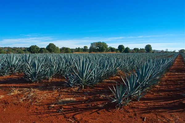 Tequila Landscape — Stock Photo, Image