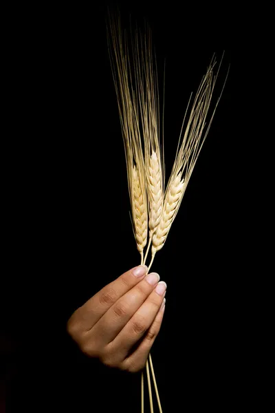 Руки з пшениці — стокове фото
