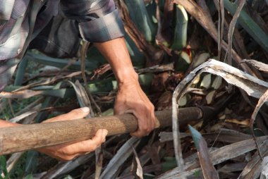 bir adam iş tekila sektöründe