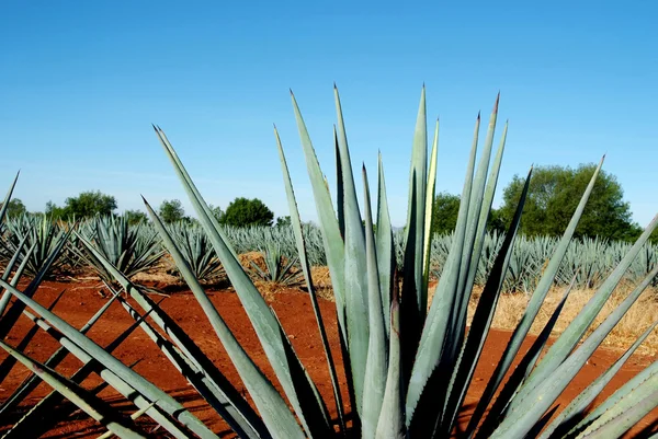 Tequila krajobraz — Zdjęcie stockowe