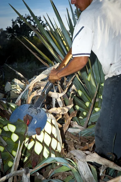 Ein Mann arbeitet in der Tequila-Industrie — Stockfoto