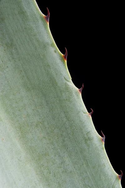 Blauwe agave detail — Stockfoto