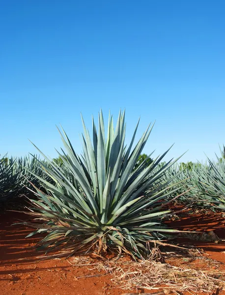 Tequila krajina — Stock fotografie