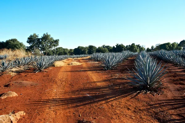 Tequila landschap — Stockfoto