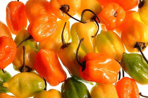 Habaneros fierbinte ardei iute — Fotografie, imagine de stoc