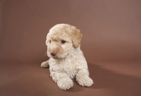 O poodle francês marrom — Fotografia de Stock