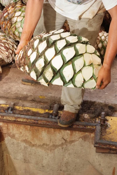 Agave tequila produktion — Stockfoto