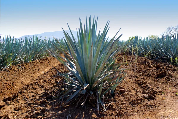 Paisagem de tequila — Fotografia de Stock