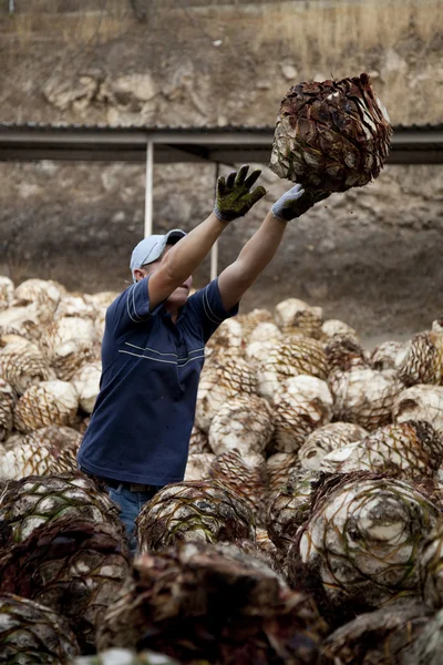 Een man in tequila industrie werken — Stockfoto