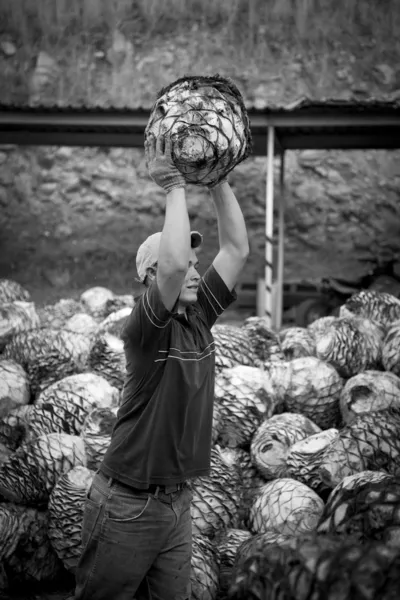 Tequila workers — Stock Photo, Image
