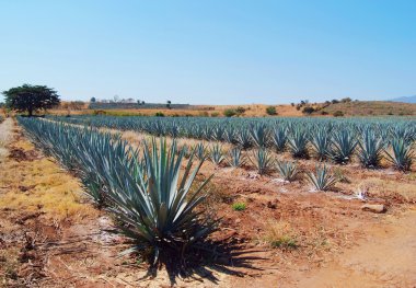 Peyzaj tekila Meksika