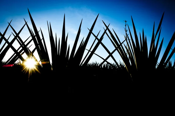 Paisagem de tequila — Fotografia de Stock