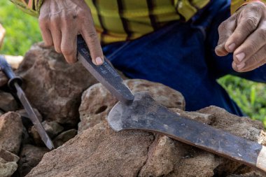 Agave ananasları mezcal veya tekila üretimi için hazır, Meksika. 