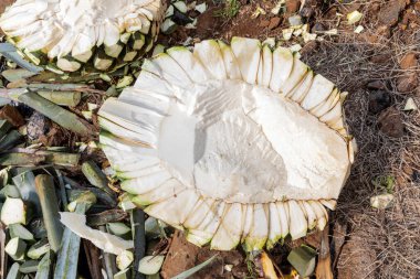 Agave ananasları mezcal veya tekila üretimi için hazır, Meksika. 