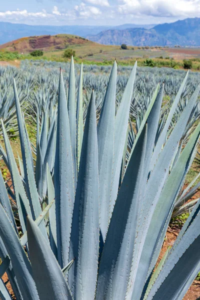 Τοπίο Από Φυτά Αγαύης Για Την Παραγωγή Τεκίλα Μεξικό — Φωτογραφία Αρχείου