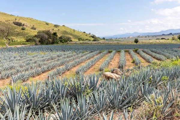 Paysage Plantes Agave Pour Produire Tequila Mexique — Photo
