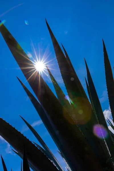 Paisaje Plantas Agave Para Producir Tequila México — Foto de Stock