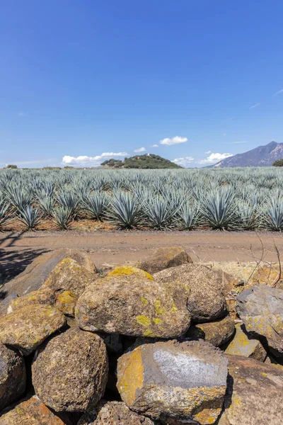 Landscape Agave Plants Produce Tequila Mexico — Stock Photo, Image