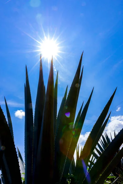 Paisaje Plantas Agave Para Producir Tequila México — Foto de Stock