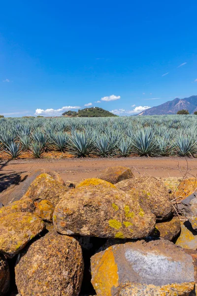 Tájkép Agávé Növények Előállítására Tequila Mexikó — Stock Fotó