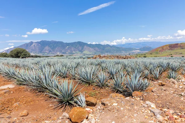 Landscape Agave Plants Produce Tequila Mexico — Stock Photo, Image