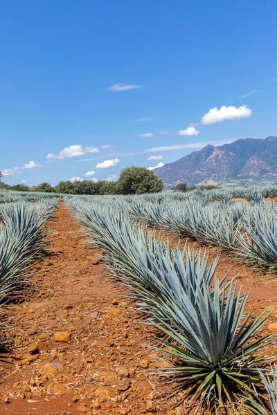 Landskap Agave Växter För Att Producera Tequila Mexiko — Stockfoto