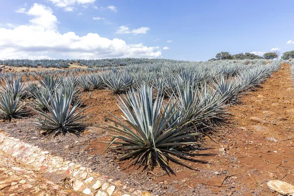 Paisagem Plantas Agave Para Produzir Tequila México — Fotografia de Stock