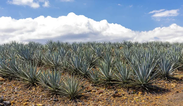 Пейзаж Агавы Растений Производства Текилы Мексика — стоковое фото