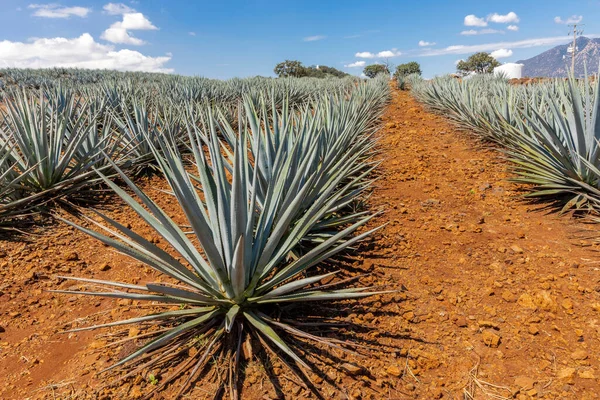 Paisagem Plantas Agave Para Produzir Tequila México — Fotografia de Stock