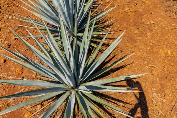 Paysage Plantes Agave Pour Produire Tequila Mexique — Photo