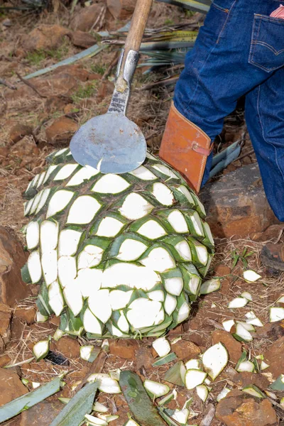 Manos Granjero Con Herramienta Jima Para Cortar Las Plantas Agave —  Fotos de Stock