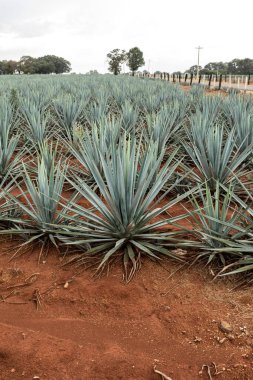 Tekila üretmek için agave bitkilerinin manzarası. Meksika.