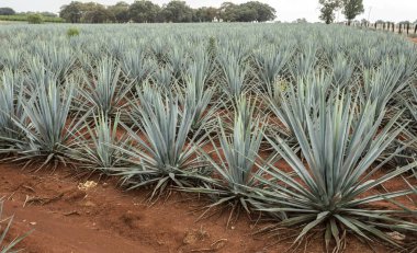 Tekila üretmek için agave bitkilerinin manzarası. Meksika.