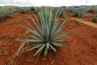 Tekila üretmek için agave bitkilerinin manzarası. Meksika.