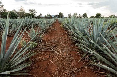 Tekila üretmek için agave bitkilerinin manzarası. Meksika.