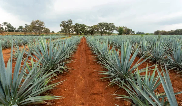 Landschaft Von Agave Pflanzen Zur Herstellung Von Tequila Mexiko — Stockfoto