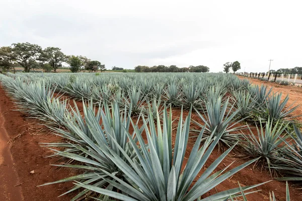 Tájkép Agávé Növények Előállítására Tequila Mexikó — Stock Fotó