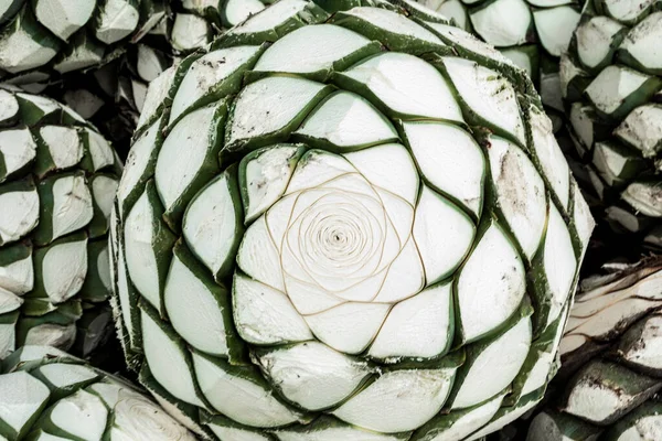 Agave Pineapples Ready Production Mezcal Tequila Mexico — 图库照片