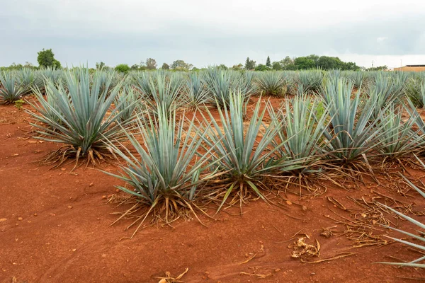 Tájkép Agávé Növények Előállítására Tequila Mexikó — Stock Fotó