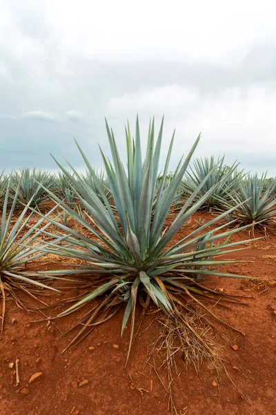 Paesaggio Piante Agave Produrre Tequila Messico — Foto Stock