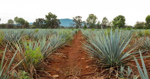 Paysage Plantes Agave Pour Produire Tequila Mexique — Photo