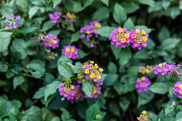 Knappar Naturliga Syrener Och Gula Blommor Trädgården — Stockfoto