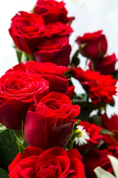 Tło Kwiatów Różnych Gatunków Głównie Krzewów Róż Białym Tle Tło — Zdjęcie stockowe