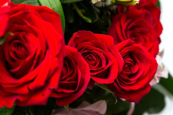 Tło Kwiatów Różnych Gatunków Głównie Krzewów Róż Białym Tle — Zdjęcie stockowe