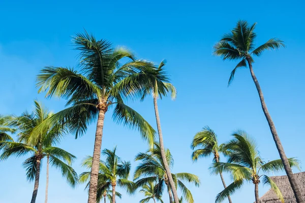 Palmeira Tropical Com Luz Solar Fundo Céu — Fotografia de Stock