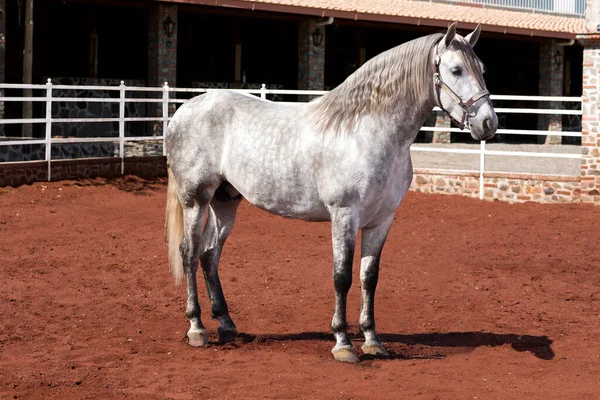 Beau Cheval Dans Écurie Pur Cheval Lignée Maquiladora Horse Beautiful — Photo