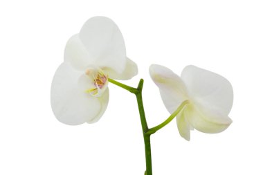 Beyaz arka planda yeşil saplı güzel beyaz orkide buketi..