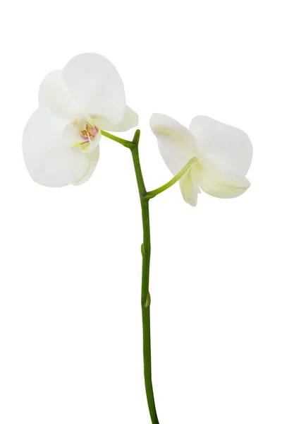 一束美丽的白色兰花 绿色茎 白色背景 — 图库照片