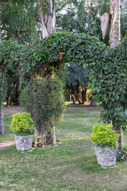 Yeşil bitkilerle dolu bir sera. Dekoratif bitki ve sebze yetiştirme evi.