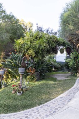 Yeşil bitkilerle dolu bir sera. Dekoratif bitki ve sebze yetiştirme evi.